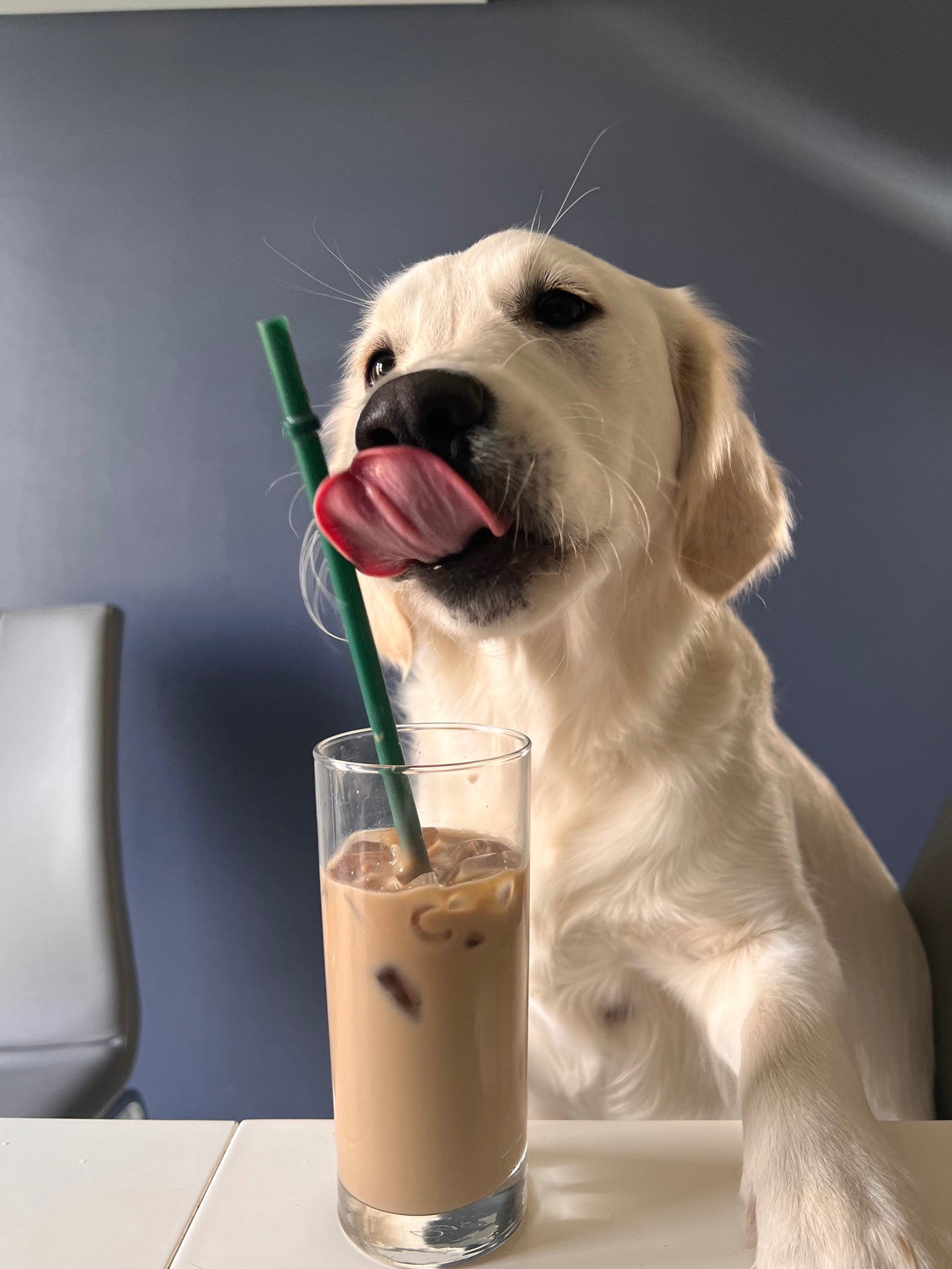 Nala, a 4-year-old golden retriever and Stephanie’s beloved dog, proudly represents her own pet-safe aromatherapy range, Nala’s Pals.