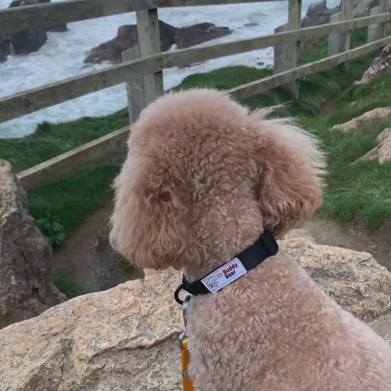 Dog video