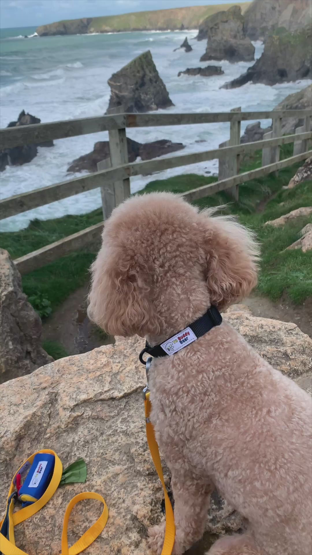 Dog video
